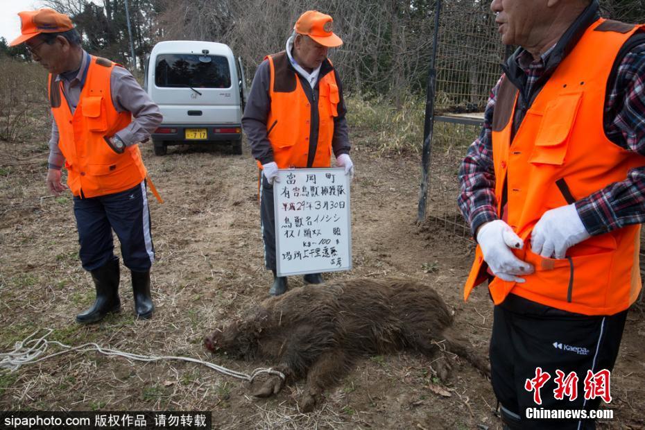 日本解封核輻射重污染區(qū) 獵殺變異野豬