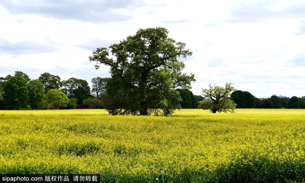 走進(jìn)如畫英倫莊園 感受午后明媚春光