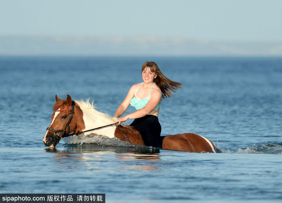 高溫來(lái)襲動(dòng)物也怕三伏天 騎手牽馬兒海中行走愜意十足