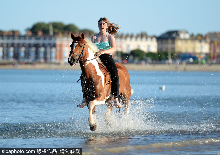 高溫來襲動(dòng)物也怕三伏天 騎手牽馬兒海中行走愜意十足