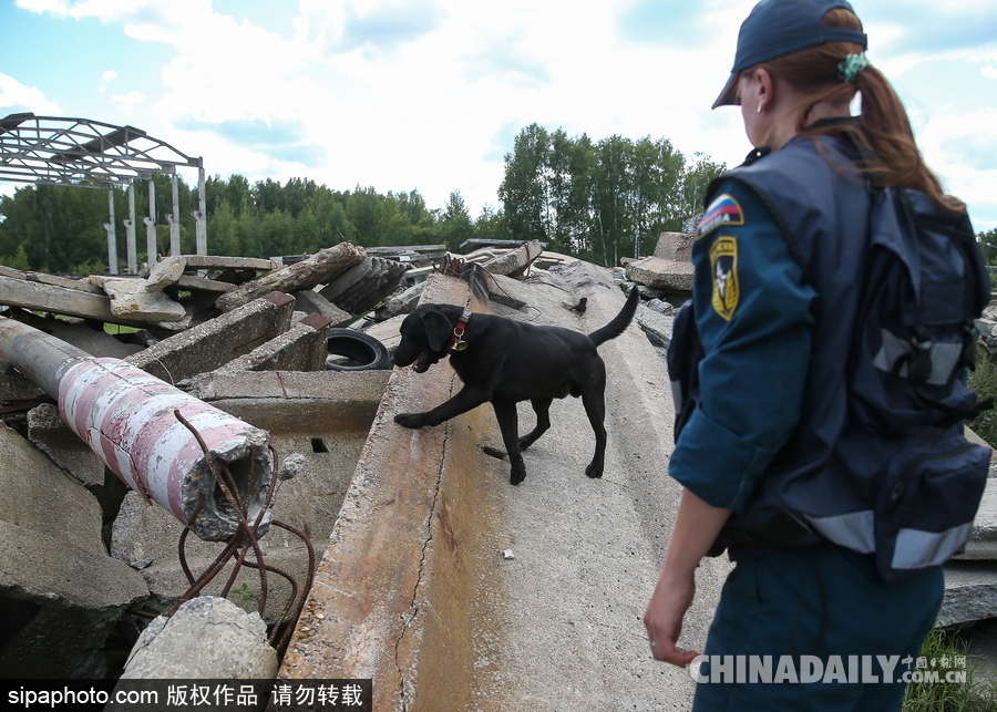 走進(jìn)救援“特種兵”的成長(zhǎng) 俄羅斯搜救犬進(jìn)行訓(xùn)練測(cè)試