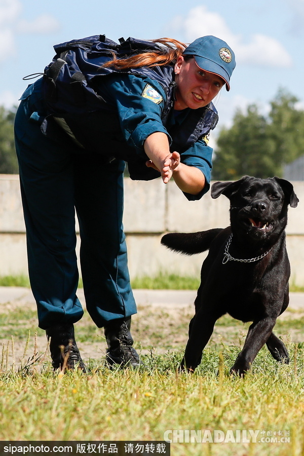 走進救援“特種兵”的成長 俄羅斯搜救犬進行訓練測試