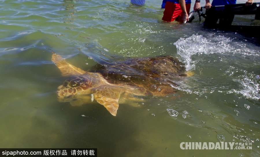 美國一紅海龜接受康復(fù)治療后回歸大自然