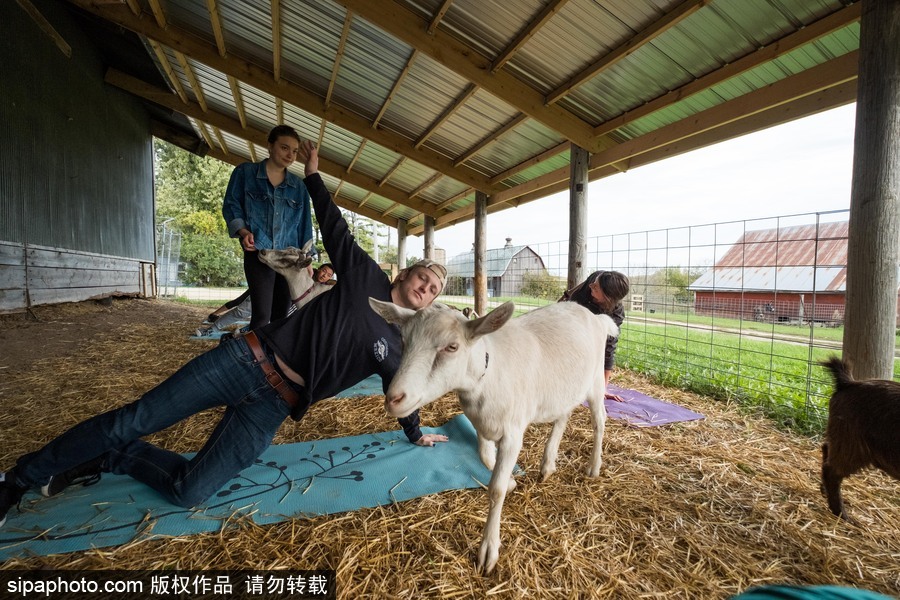 美國興起“山羊瑜伽” 羊在人身上隨意踩