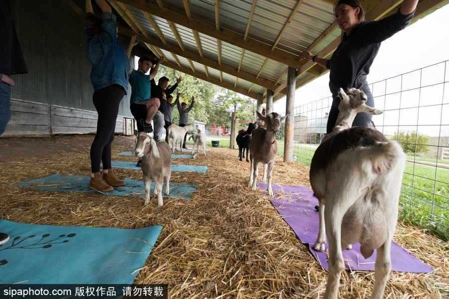 美國興起“山羊瑜伽” 羊在人身上隨意踩