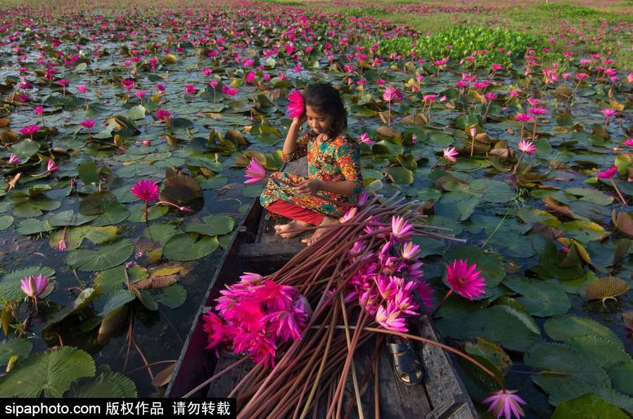 孟加拉國(guó)“睡蓮水道” 徜徉花海景象絕美