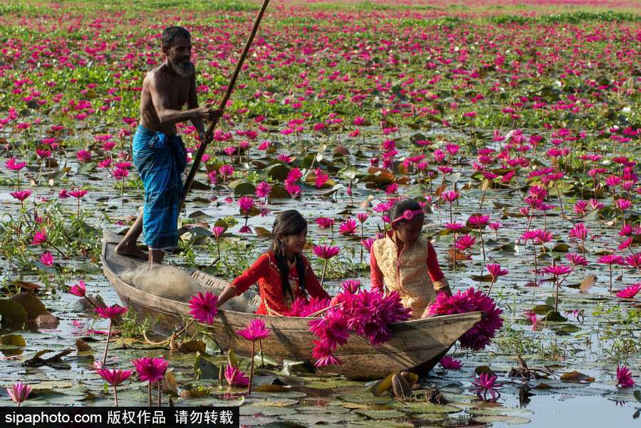 孟加拉國“睡蓮水道” 徜徉花海景象絕美