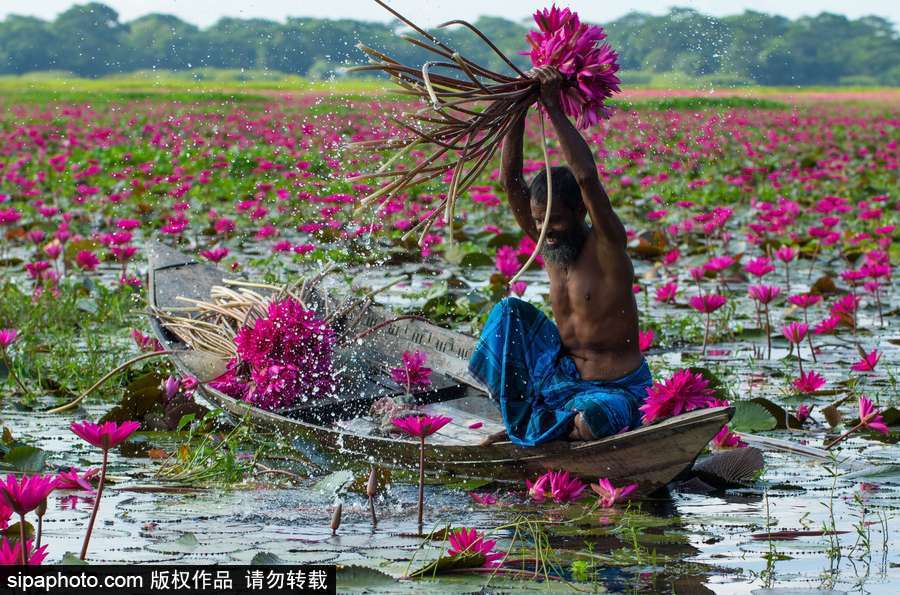 孟加拉國(guó)“睡蓮水道” 徜徉花海景象絕美