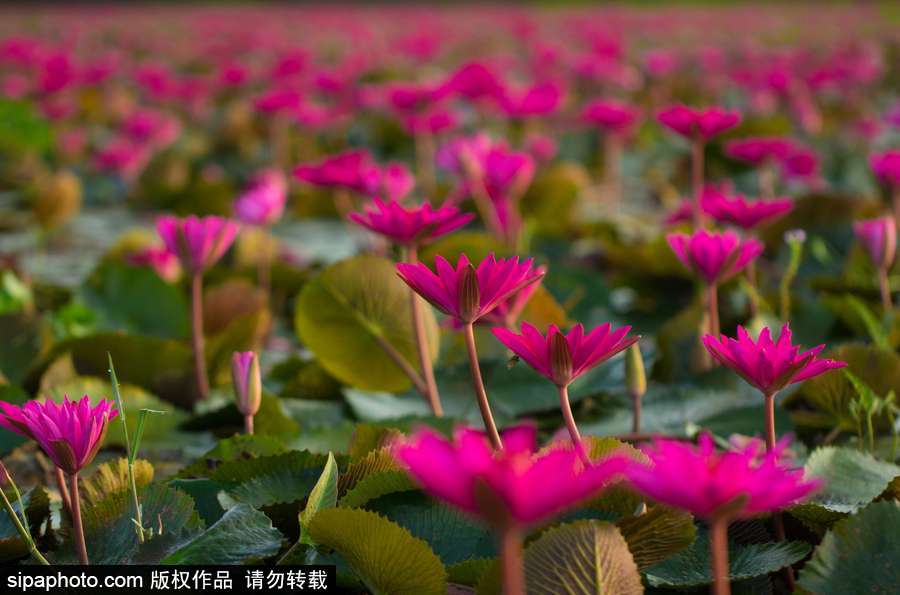 孟加拉國“睡蓮水道” 徜徉花海景象絕美