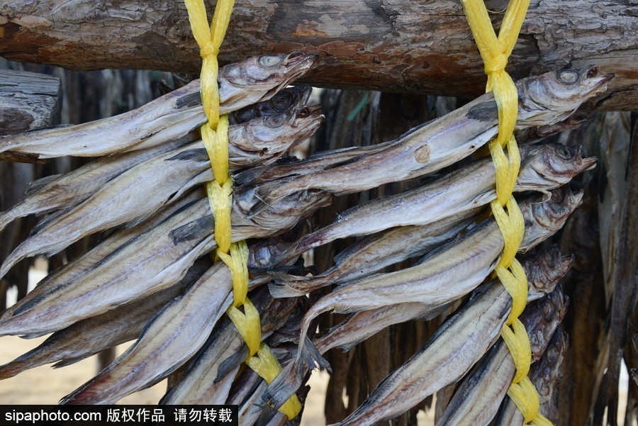 2018平昌冬奧會：場館外晾曬干鱈魚 場面壯觀