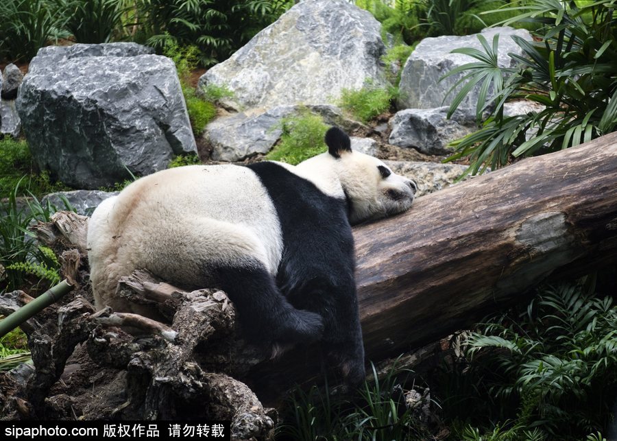 留洋國寶的日常生活 加拿大動物園里大熊貓愜意舒適