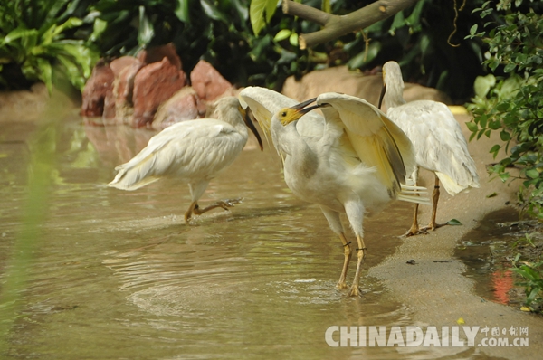 廣東長隆華南珍稀野生動物物種保護(hù)中心成功繁育珍稀鳥類朱鹮