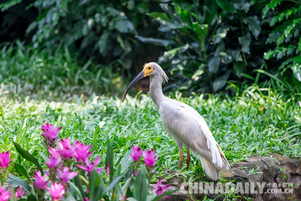 廣東長隆華南珍稀野生動物物種保護(hù)中心成功繁育珍稀鳥類朱鹮