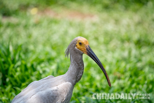 廣東長隆華南珍稀野生動物物種保護(hù)中心成功繁育珍稀鳥類朱鹮