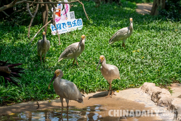 廣東長隆華南珍稀野生動物物種保護(hù)中心成功繁育珍稀鳥類朱鹮