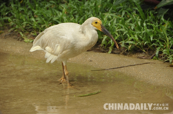 廣東長隆華南珍稀野生動物物種保護(hù)中心成功繁育珍稀鳥類朱鹮