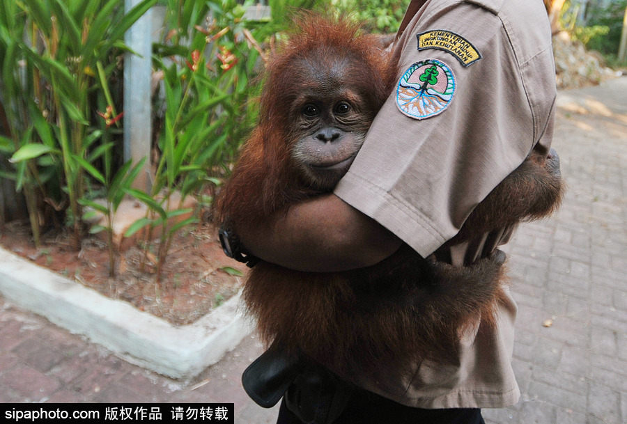 嚇死寶寶了！印尼一猩猩幼崽被解救緊抱人不撒手