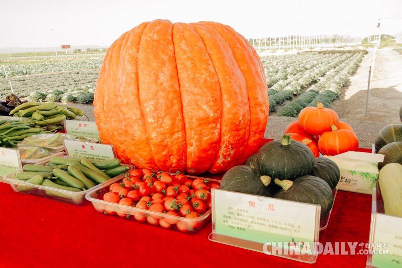 昔日苦甲地 今日“中國（西部）冷涼蔬菜之鄉(xiāng)”